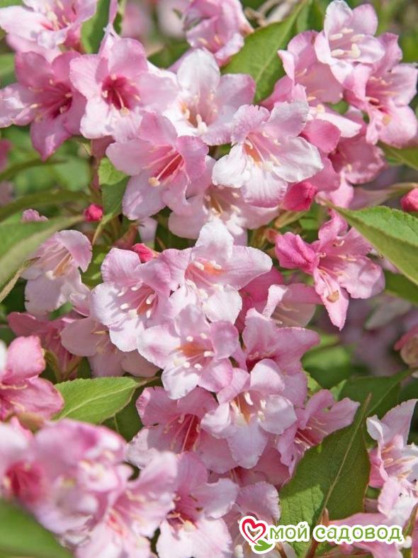 Вейгела цветущая "Розеа"