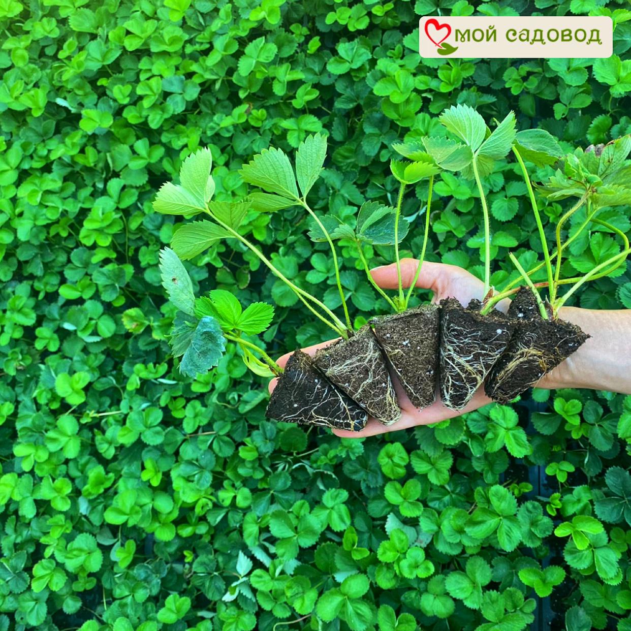 Клубника Юния Смайдс