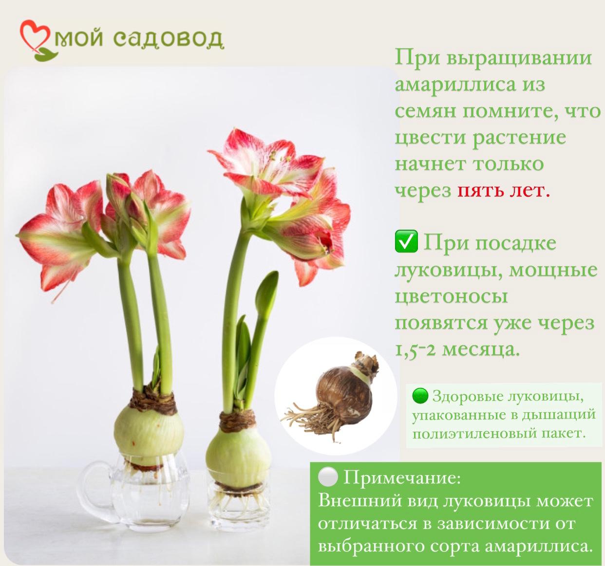 АМАРИЛЛИС ЛЕМОН ЛАЙМ