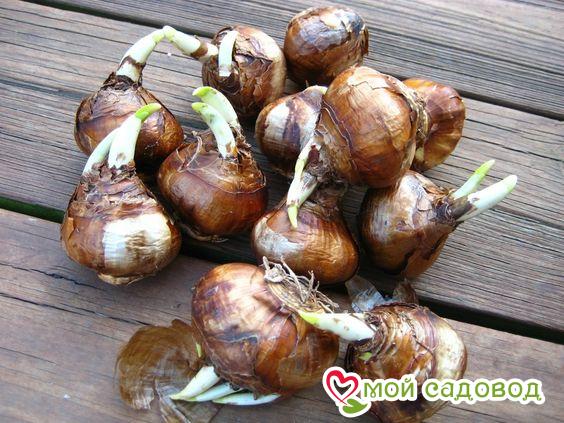 Нарцисс Мунлайт Виспер