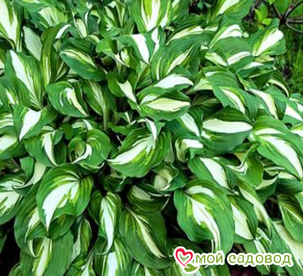 Хосты Комплект