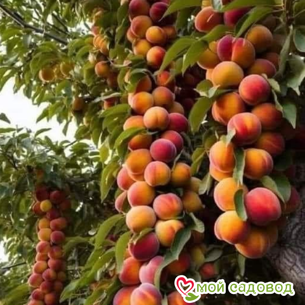 Персик Ред Хайвинт